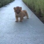 Video thumbnail for youtube video uh8bkmm9xly