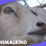 Video thumbnail for youtube video z96_39jhxwq