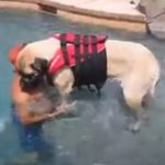 This Dog Is Scared Of Water, Now Watch How Dad Teaches his little baby To Swim. PRICELESS!