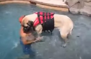 Mastiff, swimming, swim, lessons, teach, dog, pool, life-jacket, sailor, English Mastiff ,Animal Breed,Water, Dogs, Cute, Lesson, summer, Swimming,viral video,most viewed,best of