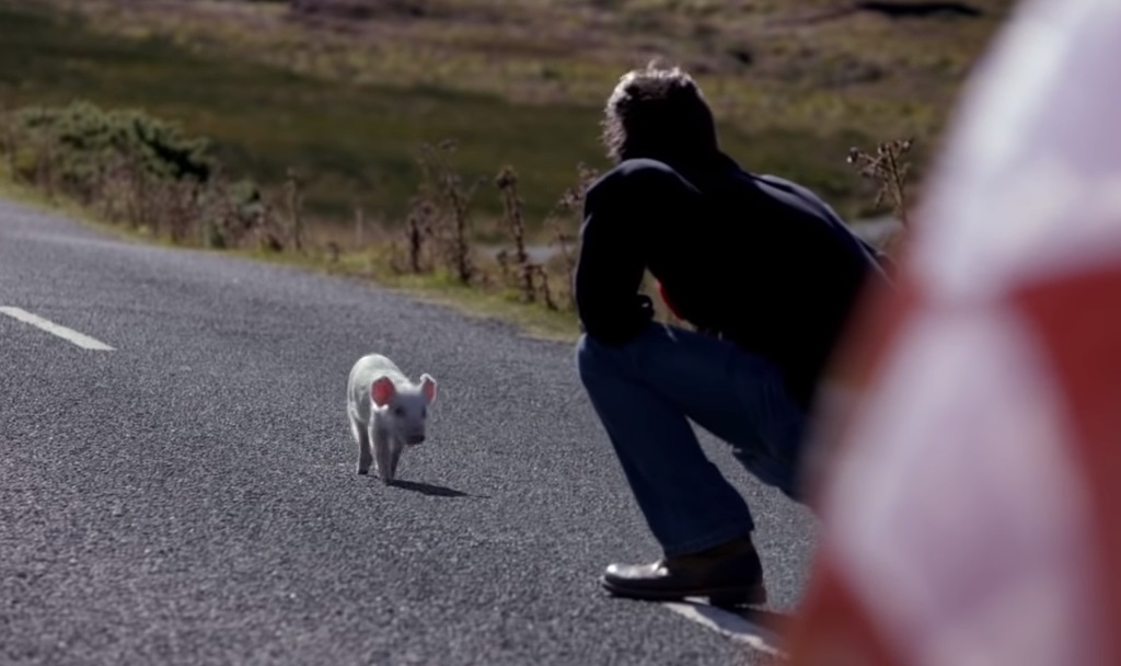 Pig, Vodafone Pig Ad, Vodafone Pig, Vodafone Pig TV, Vodafone Ireland, Vodafone Ireland TV, Piglet, Micropig, Vodafone Ireland Piggy, Vodafone Piggy Sue,viral video,most viewed,amazing video,animals video,best of