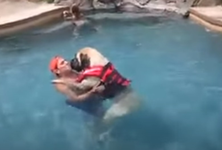 Mastiff, swimming, swim, lessons, teach, dog, pool, life-jacket, sailor, English Mastiff ,Animal Breed,Water, Dogs, Cute, Lesson, summer, Swimming,viral video,most viewed,best of