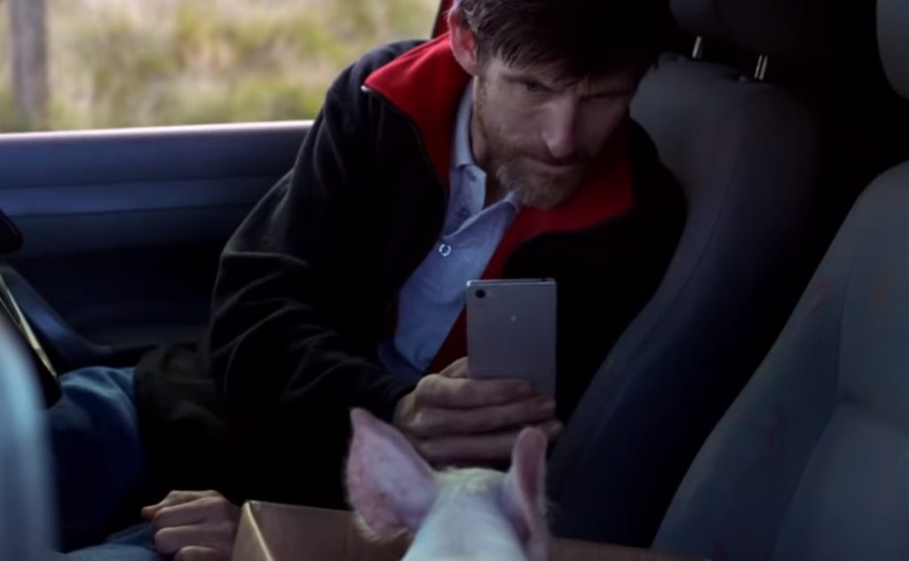 Pig, Vodafone Pig Ad, Vodafone Pig, Vodafone Pig TV, Vodafone Ireland, Vodafone Ireland TV, Piglet, Micropig, Vodafone Ireland Piggy, Vodafone Piggy Sue,viral video,most viewed,amazing video,animals video,best of