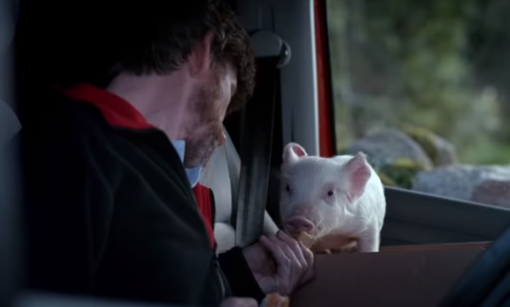Pig, Vodafone Pig Ad, Vodafone Pig, Vodafone Pig TV, Vodafone Ireland, Vodafone Ireland TV, Piglet, Micropig, Vodafone Ireland Piggy, Vodafone Piggy Sue,viral video,most viewed,amazing video,animals video,best of