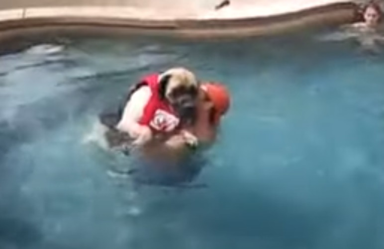 Mastiff, swimming, swim, lessons, teach, dog, pool, life-jacket, sailor, English Mastiff ,Animal Breed,Water, Dogs, Cute, Lesson, summer, Swimming,viral video,most viewed,best of