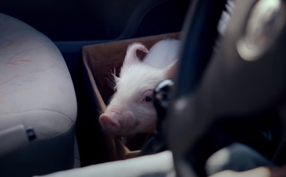 Pig, Vodafone Pig Ad, Vodafone Pig, Vodafone Pig TV, Vodafone Ireland, Vodafone Ireland TV, Piglet, Micropig, Vodafone Ireland Piggy, Vodafone Piggy Sue,viral video,most viewed,amazing video,animals video,best of