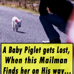 A Baby Piglet gets Lost
