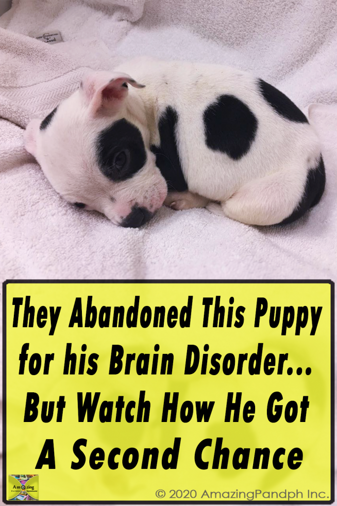 viral,video,brain disorder,deformities,dogs,pets,puppies,puppy,pugs,viral video,cute,cute puppies,amazing,most viewed,most shared,most watched,petey,puppy,abandoned puppy