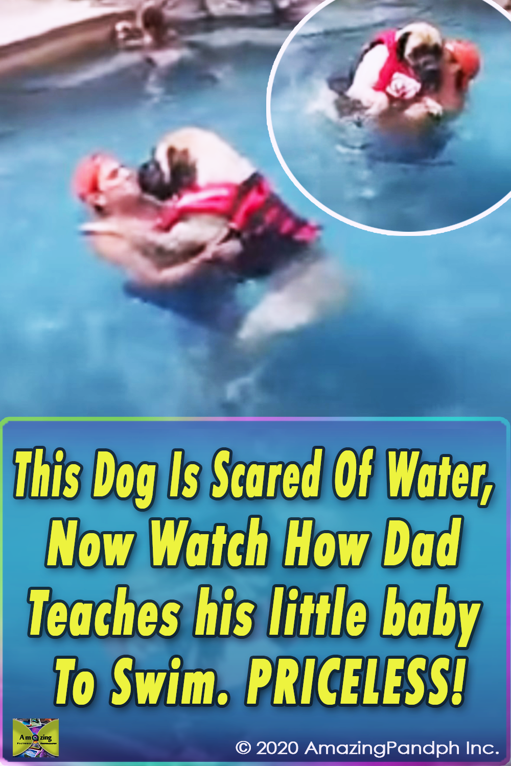 Mastiff, swimming, swim, lessons, teach, dog, pool, life-jacket, sailor, English Mastiff ,Animal Breed,Water, Dogs, Cute, Lesson, summer, Swimming,viral video,most viewed,best of