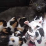 They Rescued This Mama Cat And Her 8 Kittens
