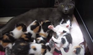 animals,viral,cats,rescue,save,life,helping,pets,kitten,lost,cat,kittens,viral video,viral stuff,viral post,most viewed,