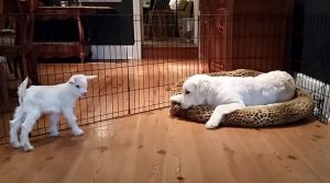 goat, baby, puppy, cute, silly, funny, animal, animals,adorable,viral,video,cutest thing ever,cute,sweetest ever,sweet