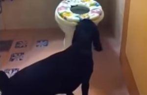 Dog, Lab, Smart, Trained, Home, Unbelievable,