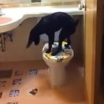 Dad Follows his Dog to the Bathroom