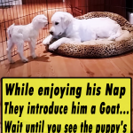 While enjoying his Nap They introduce him a Goat