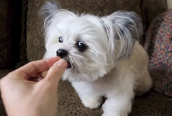 best video, cute, dog, funny, Norbert, paw, pet, puppy, Therapy Dog, treat, viral video