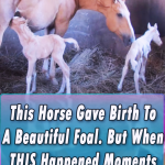 Horse Gave Birth To A Beautiful Twin