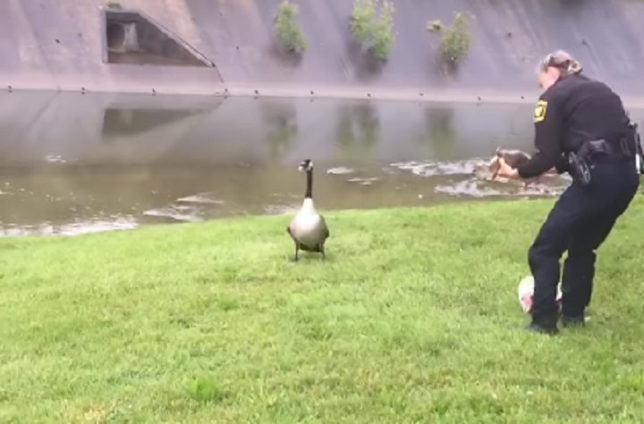 Mother love, Goose, Bird, Rescue, Cop, Unbelievable, Astonishing,