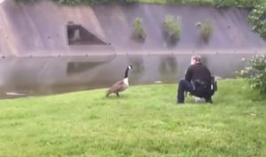 Mother love, Goose, Bird, Rescue, Cop, Unbelievable, Astonishing,