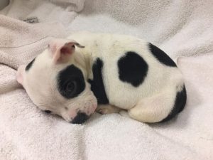 viral,video,brain disorder,deformities,dogs,pets,puppies,puppy,pugs,viral video,cute,cute puppies,amazing,most viewed,most shared,most watched,petey,puppy,abandoned puppy