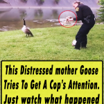 This Distressed mother Goose Tries To Get A Cop