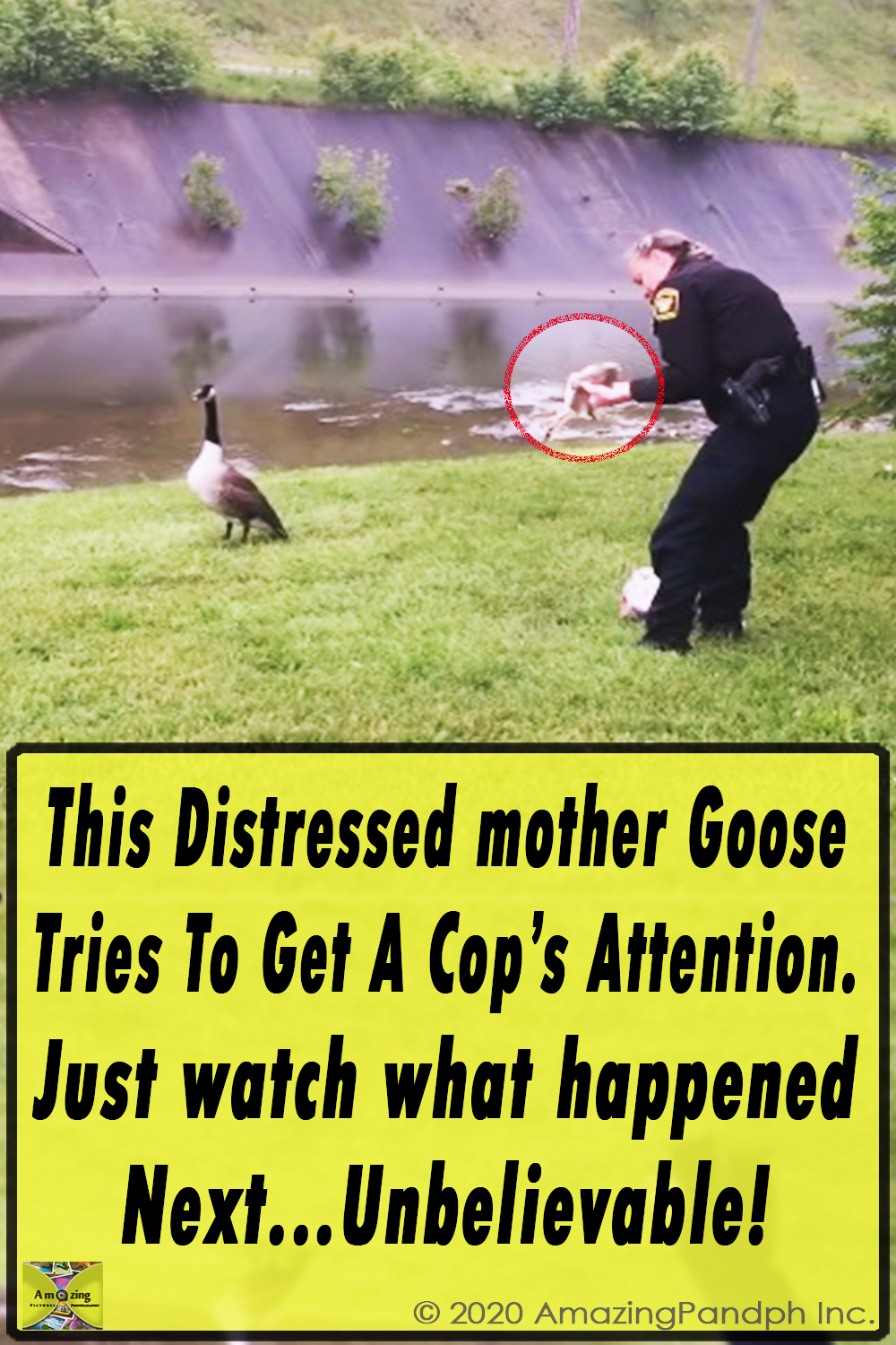 Mother love, Goose, Bird, Rescue, Cop, Unbelievable, Astonishing,