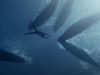 freediving, Nice, Dive, Ocean, Whales, Mexico, Japan, Mauritius, Travel, Short Film, Deep Breath, Adventure, Diver, Diving Suit,