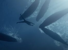 freediving, Nice, Dive, Ocean, Whales, Mexico, Japan, Mauritius, Travel, Short Film, Deep Breath, Adventure, Diver, Diving Suit,