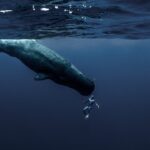 Video thumbnail for youtube video onvqggy3ezw