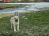 dogs, puppies, adoption, stray dogs, rescue, owner, puppy, emotional, inspiring, stories,