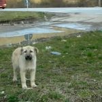 Puppy Abandoned on the street Gets adopted Just in Time