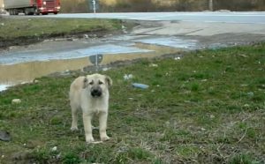 dogs, puppies, adoption, stray dogs, rescue, owner, puppy, emotional, inspiring, stories,