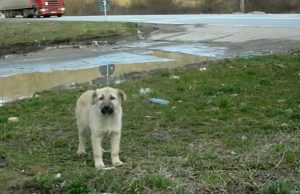 dogs, puppies, adoption, stray dogs, rescue, owner, puppy, emotional, inspiring, stories,