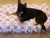pet bed, sewing, DIY, creative Idea, pets, beds