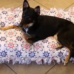 Your pet is tired of the same bed Here is how you Make a new one without any Sewing