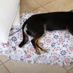 Your pet is tired of the same bed Here is how you Make a new one without any Sewing