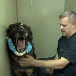 Hero Police Dog Miraculously Recovered