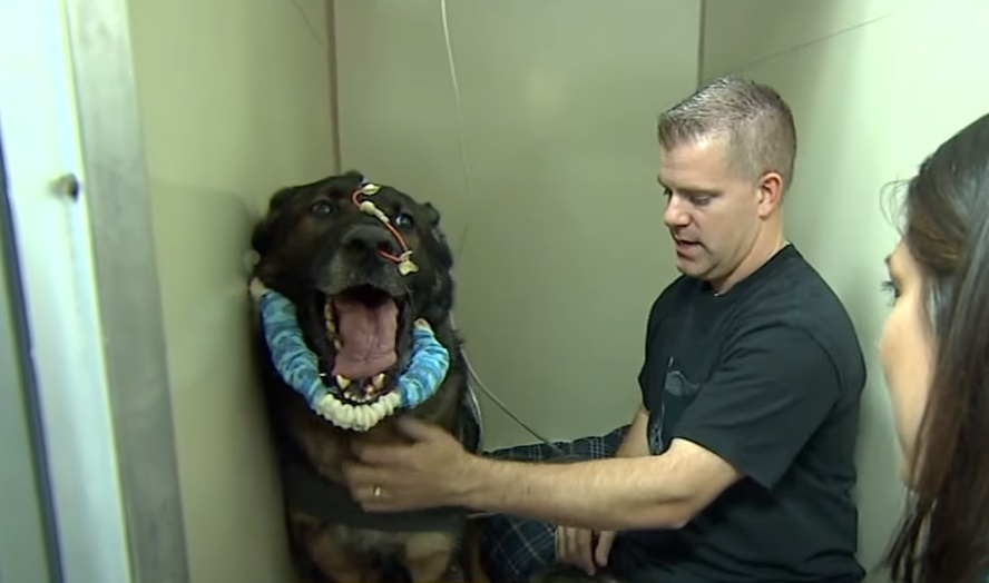 dog, reunion, police dog, injury, survive, recovery, partners,