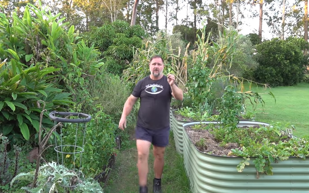 farmer, garden, plants, fast growing, vegetables, DIY,