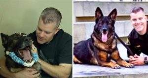 dog, reunion, police, injury, survive, recovery, partners,
