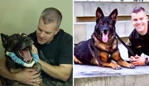 dog, reunion, police, injury, survive, recovery, partners,