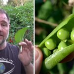 A garden expert presents 8 quick growing vegetables to plant effortlessly