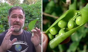 farmer, garden, plants, fast growing, vegetables, DIY,