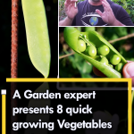 A garden expert presents 8 quick growing vegetables to plant effortlessly