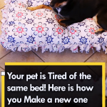 Your pet is tired of the same bed Here is how you Make a new one without any Sewing
