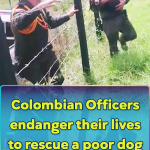 Colombian Officers endanger their lives to rescue a poor dog drowning in a flood