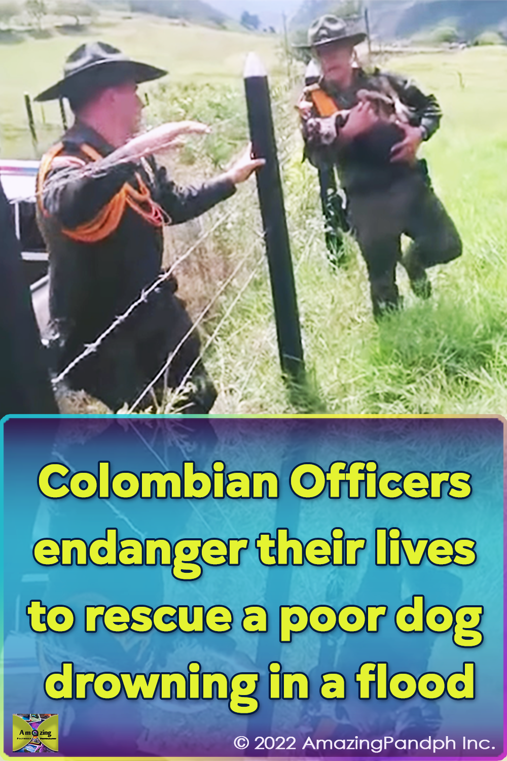 dogs, rescue, police, colombian, pets, inspiring, colombia,