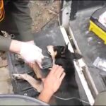 Video thumbnail for youtube video ew95gu0iu0a