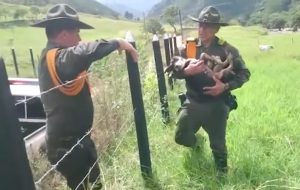 dogs, rescue, police, colombian, pets, inspiring, colombia,