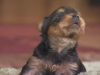 yorkie, puppies, barking, cute, adorable,